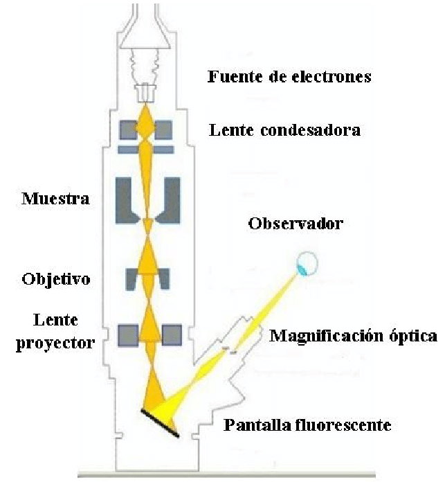 Microscopio Electr nico Partes Caracter sticas Y Ventajas PEHFP Microscopio Electr nico Partes Caracter sticas Y Ventajas PEHFP