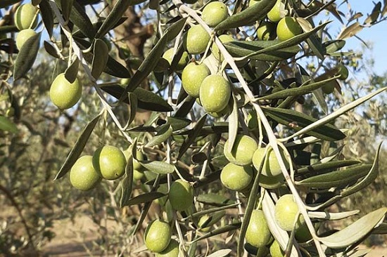 Rendimiento de la aceituna